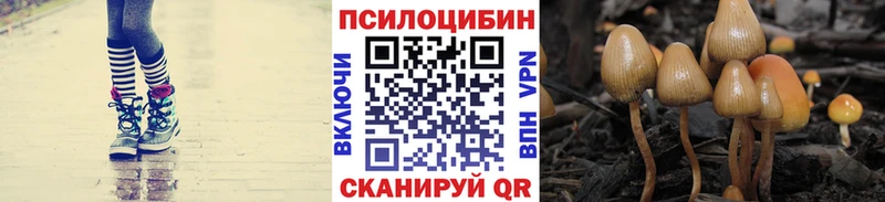 закладка  Чехов  Псилоцибиновые грибы GOLDEN TEACHER 